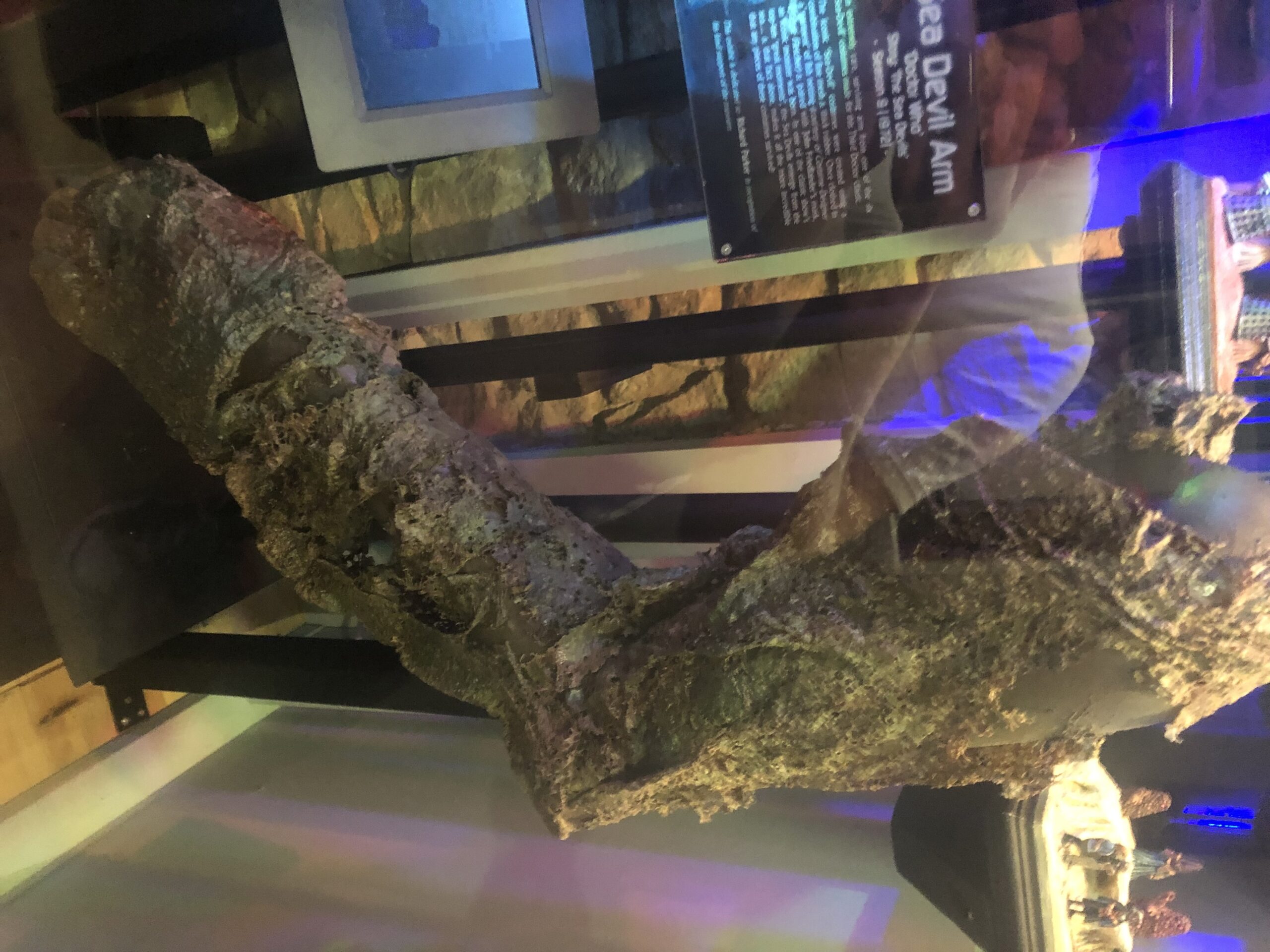Sea Devil Arm