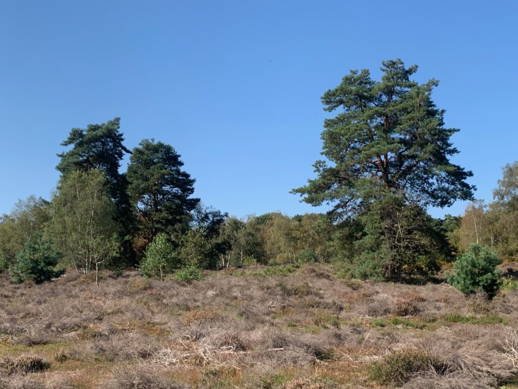 It's between these two trees that Ben is looking out over the highlands looking for The Doctor and Polly at the end of the story.