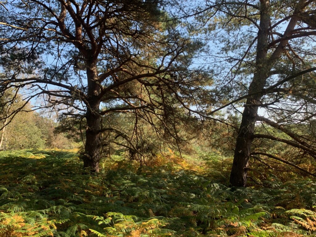 The TARDIS lands between these two trees at the beginning of The Highlanders.