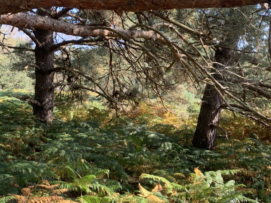 Moving slightly you can match the angle where the scene of The Doctor, Ben and Polly leaving the TARDIS was shot.