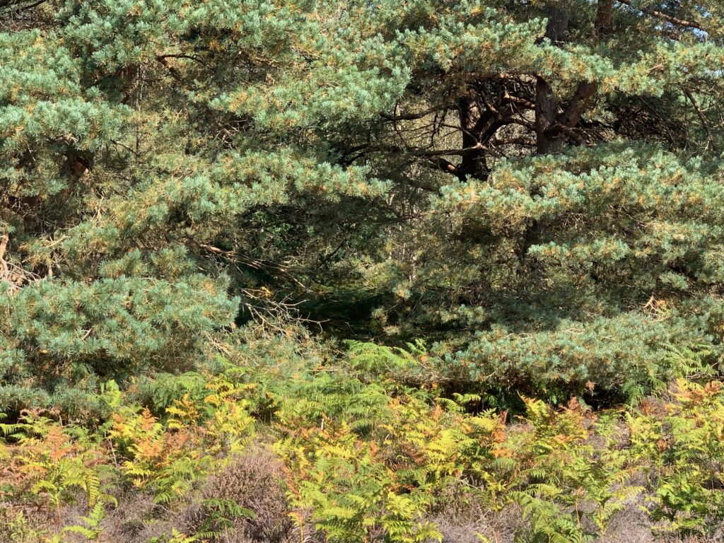 Between these branches is where Ben and Polly look out over The Highlands having heard the fighting at Culloden.